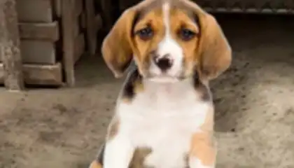 My Pet Animal Shelter World